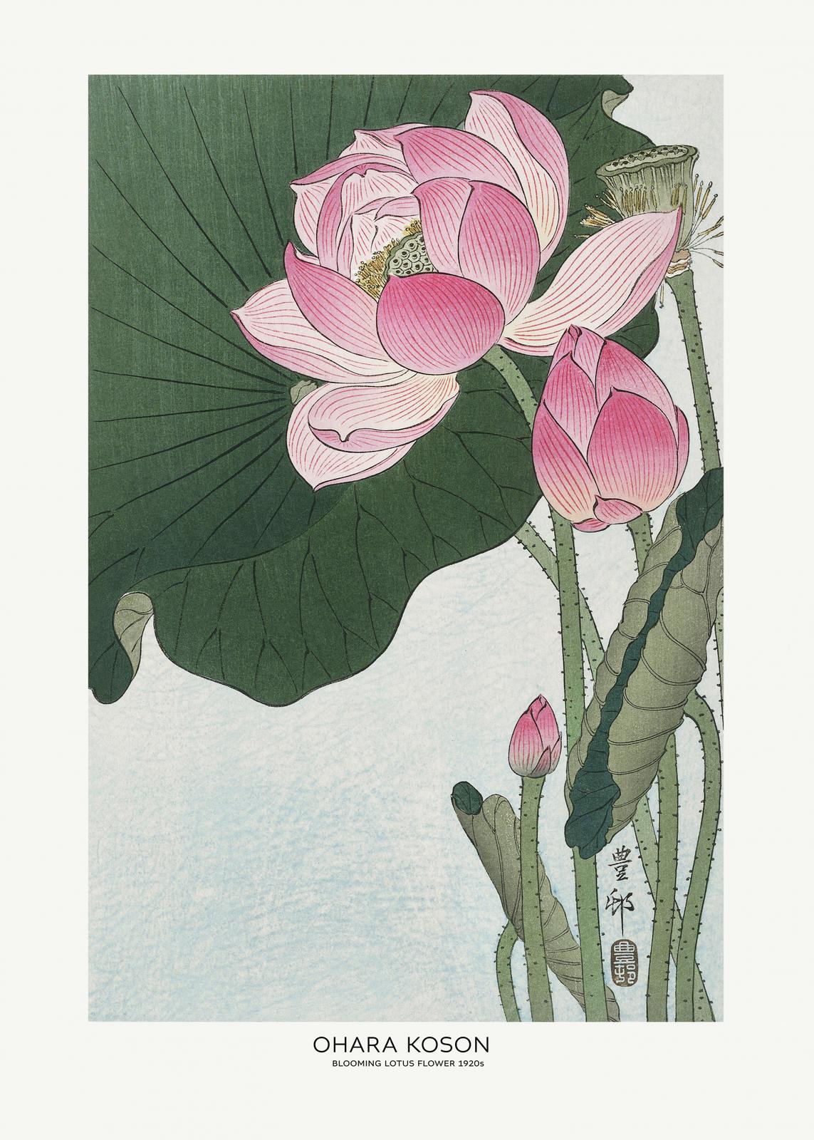 Poster - Blooming Lotus Flower av Ohara Koson