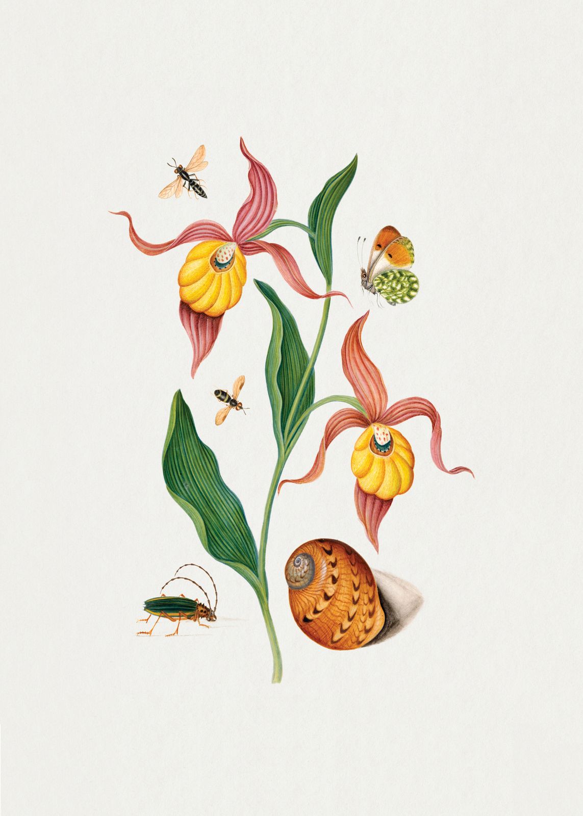 Poster - Botanisk Insektkonst