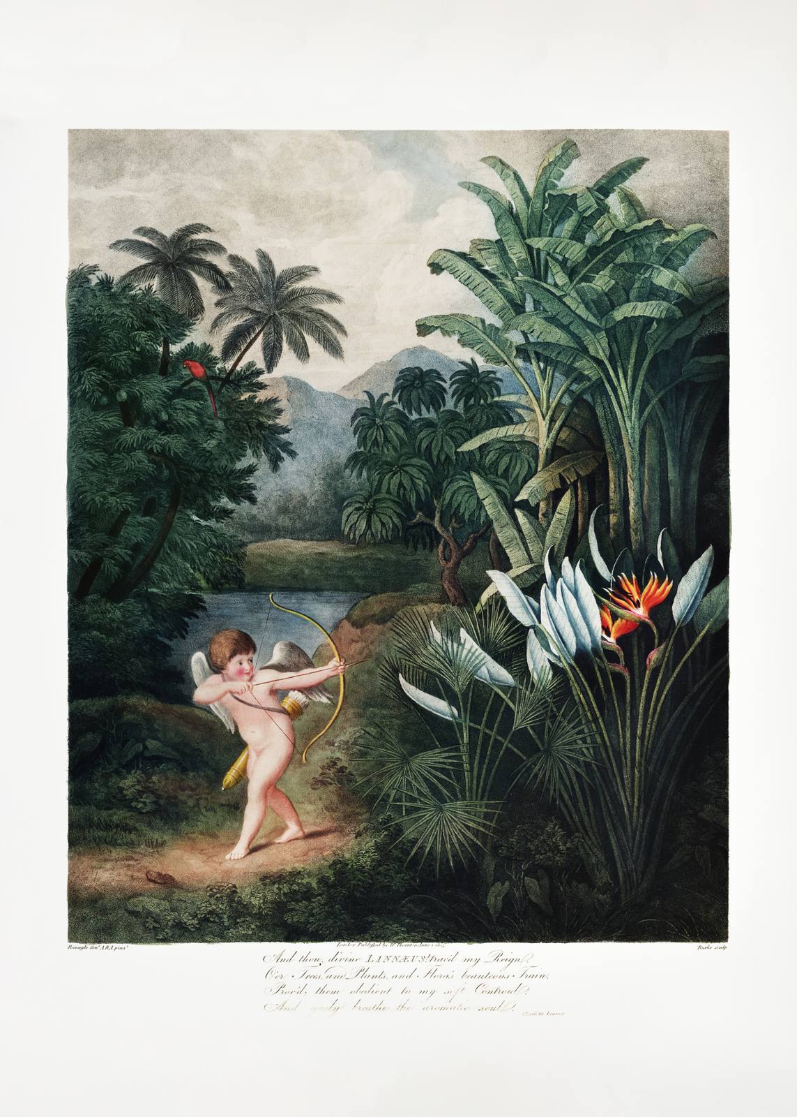 Poster - Cupid i djungeln