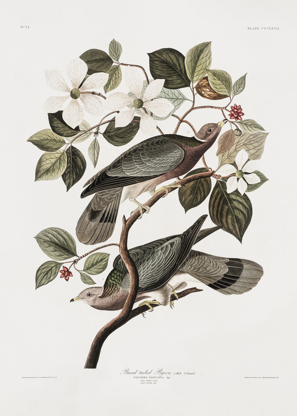 Affisch - Band-tailed Pigeon