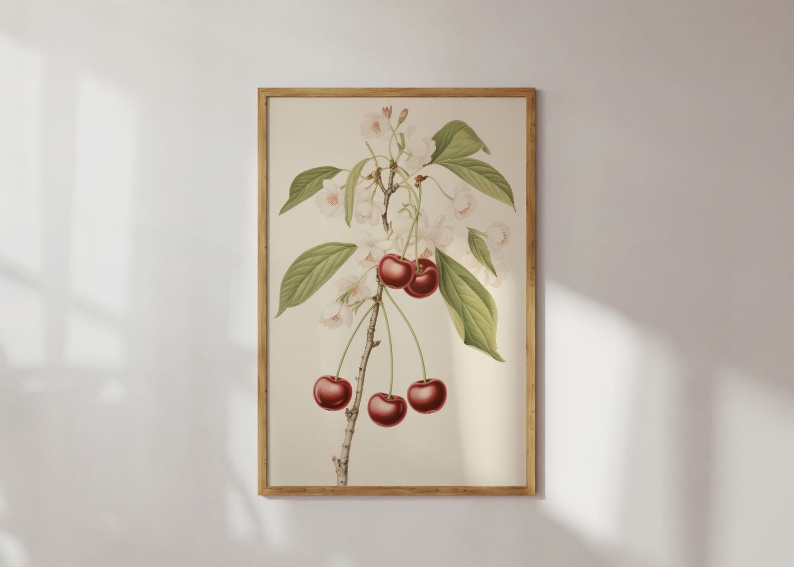 Poster - Körsbär Botanisk Illustration