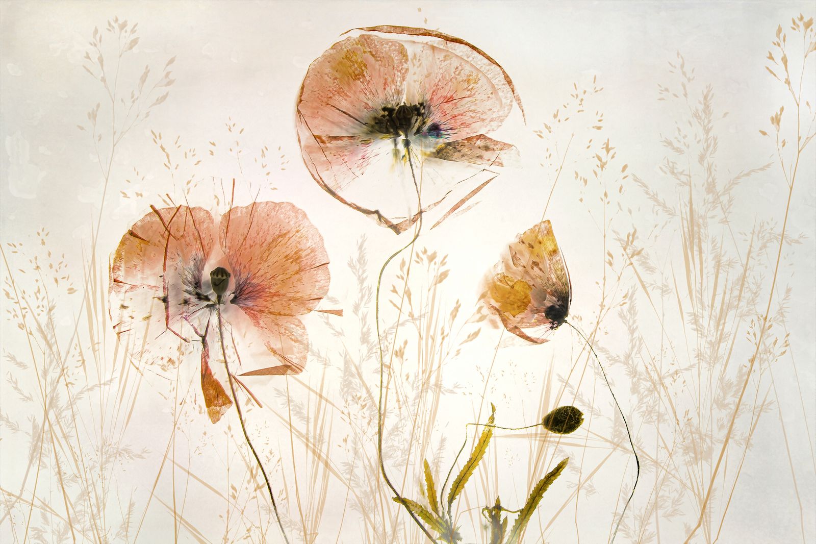 Poster - Blommig Elegans