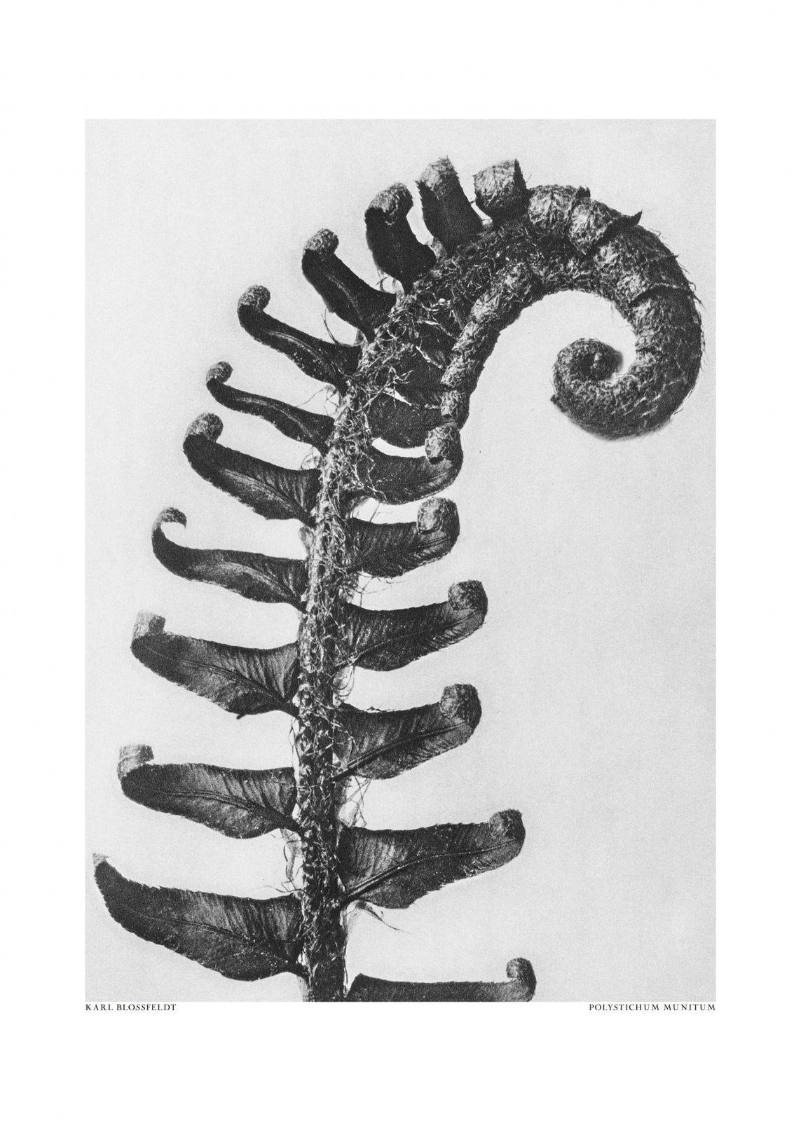 Poster - Polystichum Munitum av Karl Blossfeldt