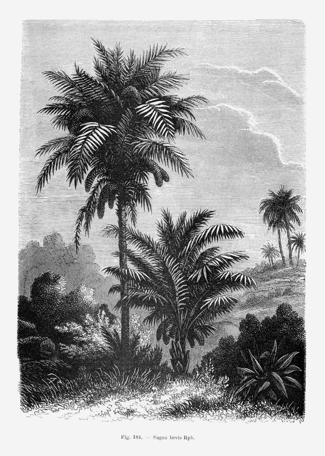 Poster - Tropisk Palm Illustration