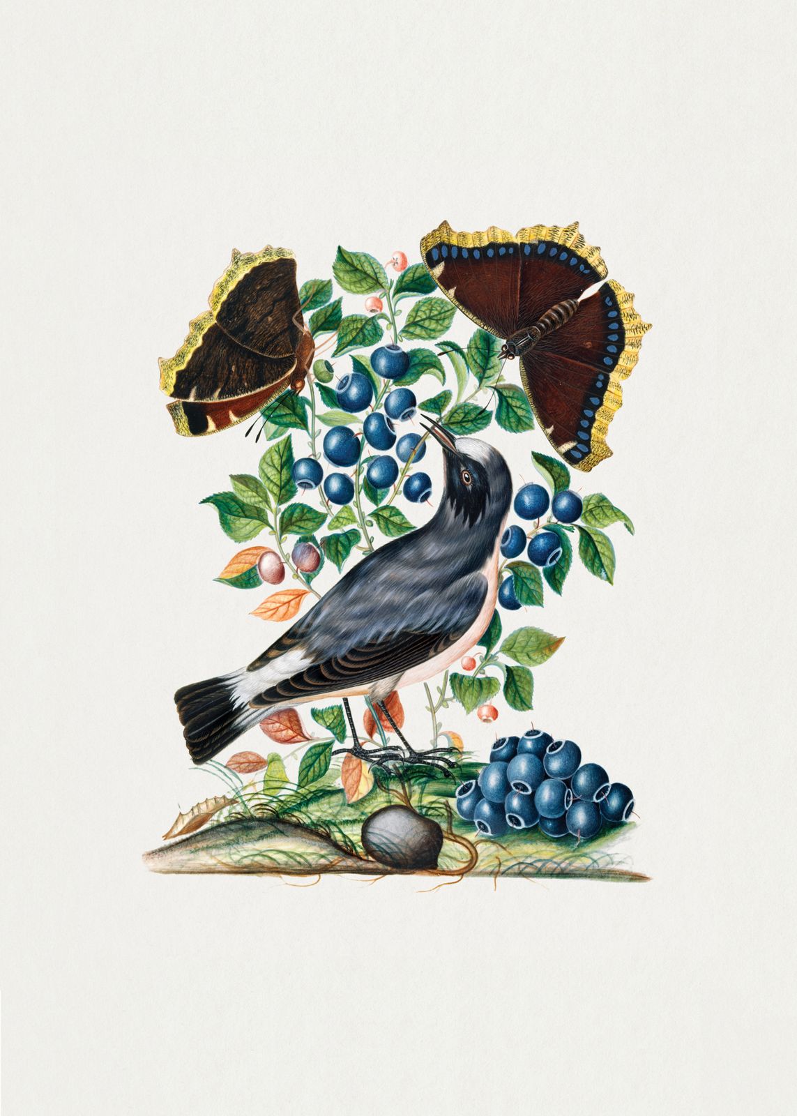 Poster - Fågel och Bär Illustration