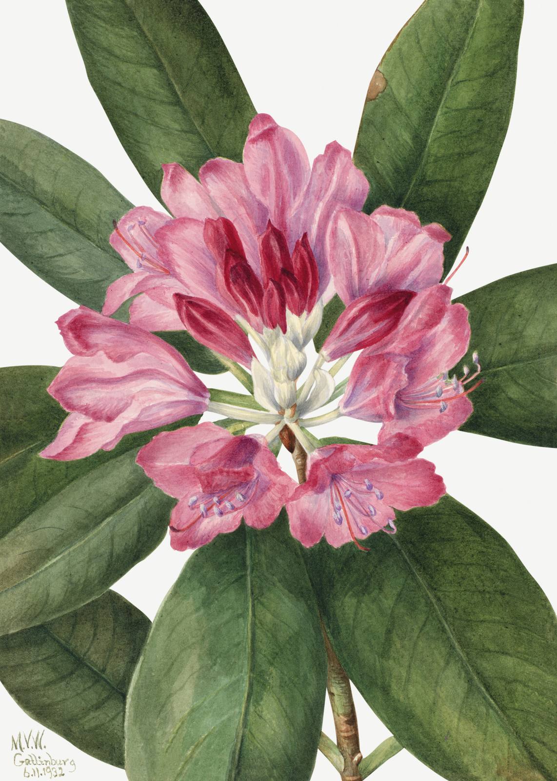 Poster - Rosa Blomma Konst