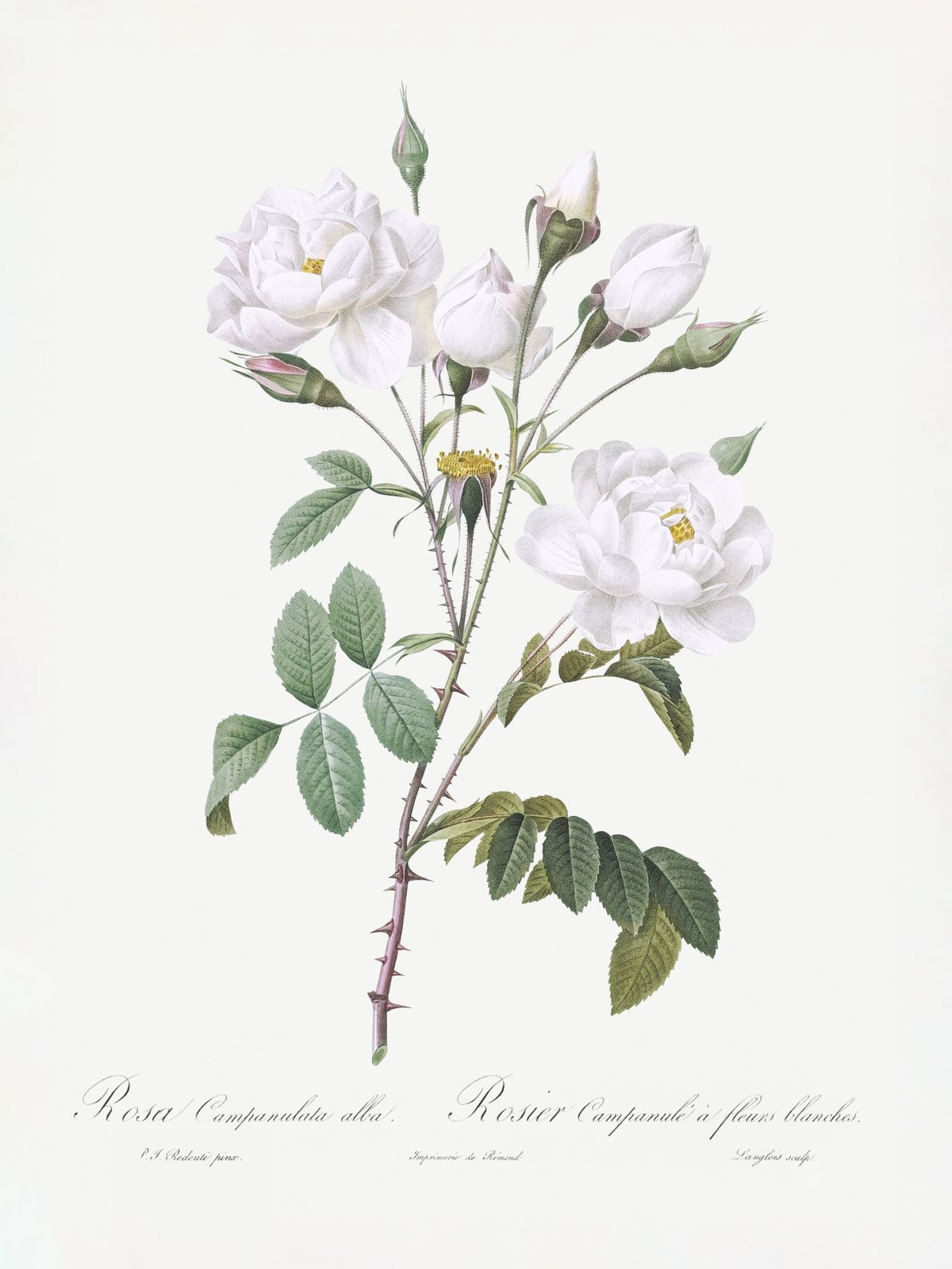 Poster - Rosa Campanulata Botanisk