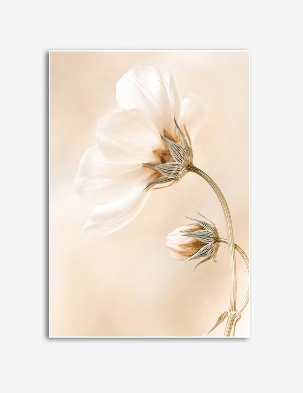 Elegant Vit Blomma Affisch