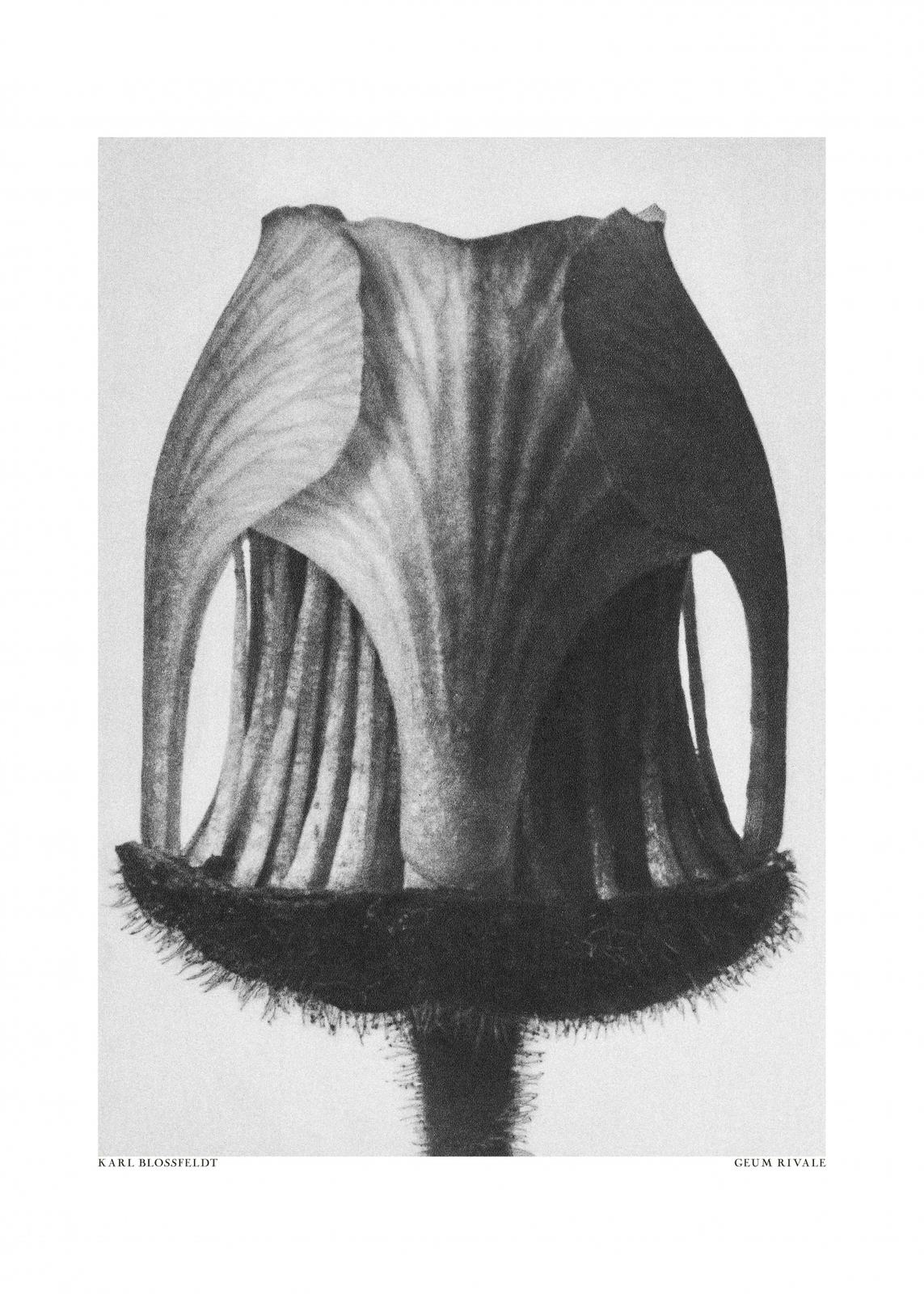 Poster - Karl Blossfeldt Geum Rivale