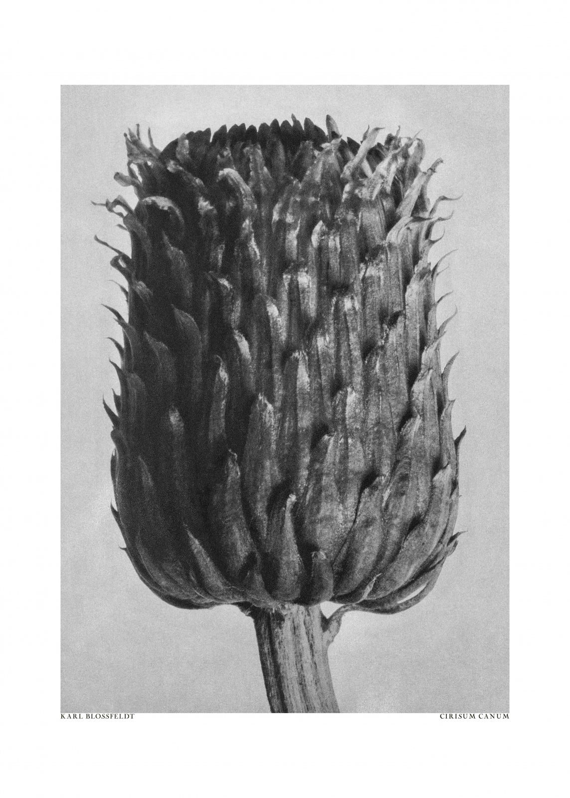 Poster - Karl Blossfeldt konstverk