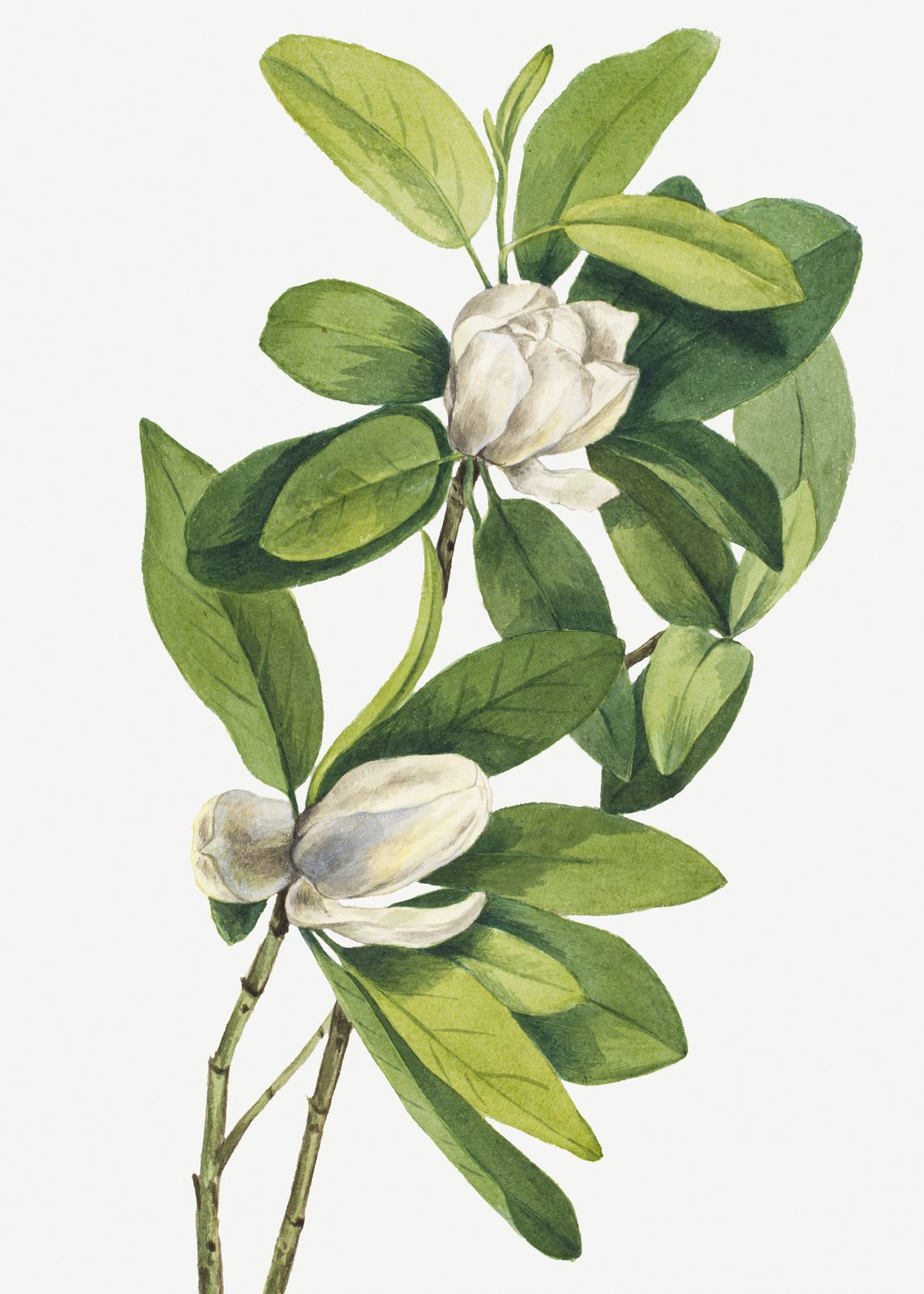 Poster - Botanisk Konst Magnolia
