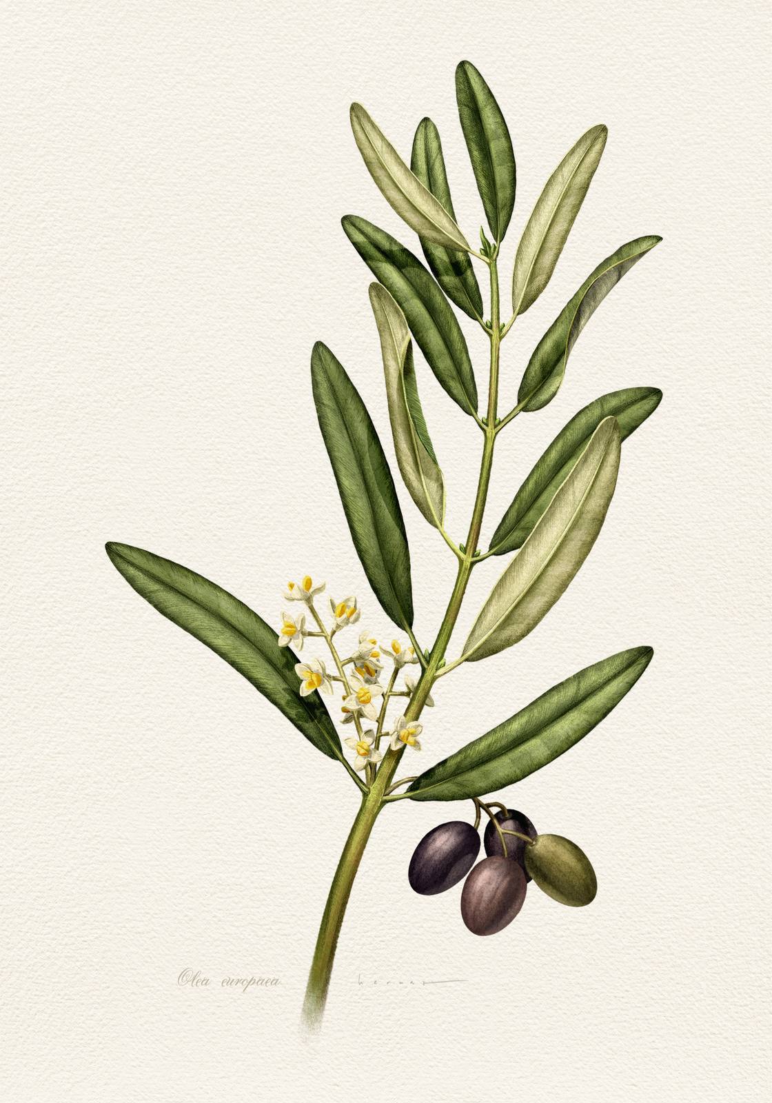 Poster - Olivkvist Botanisk