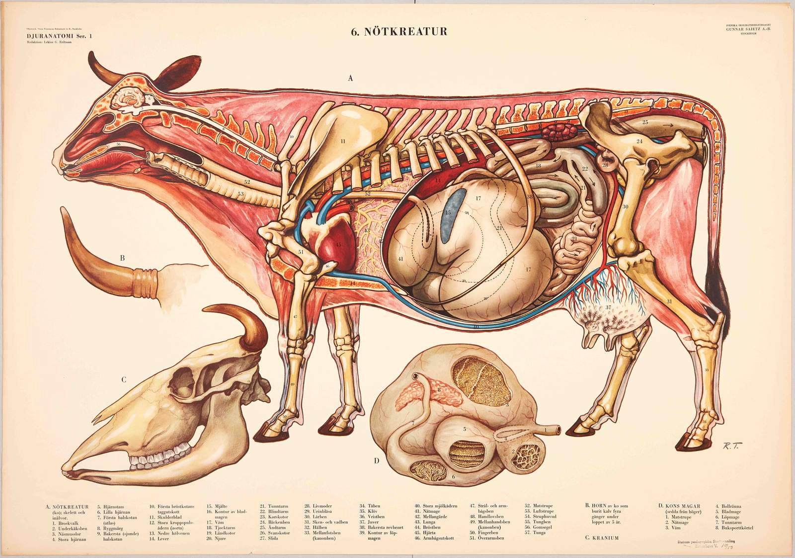 Poster - Koranatomi Print