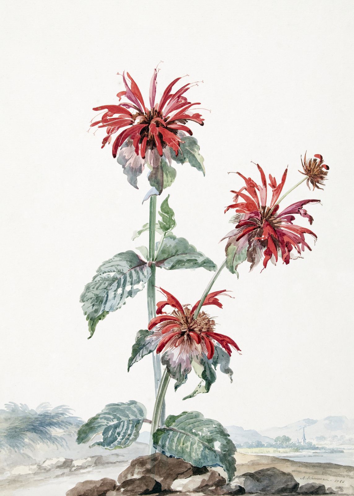 Poster - Röd Blomma Konstverk