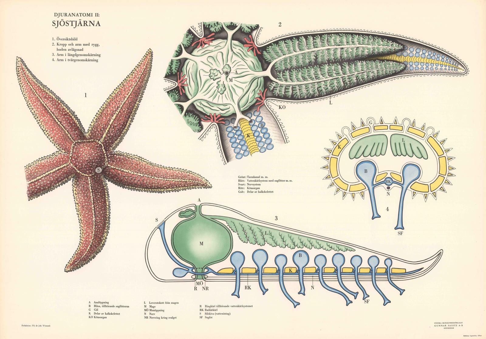 Poster - Sjöstjärna Anatomi