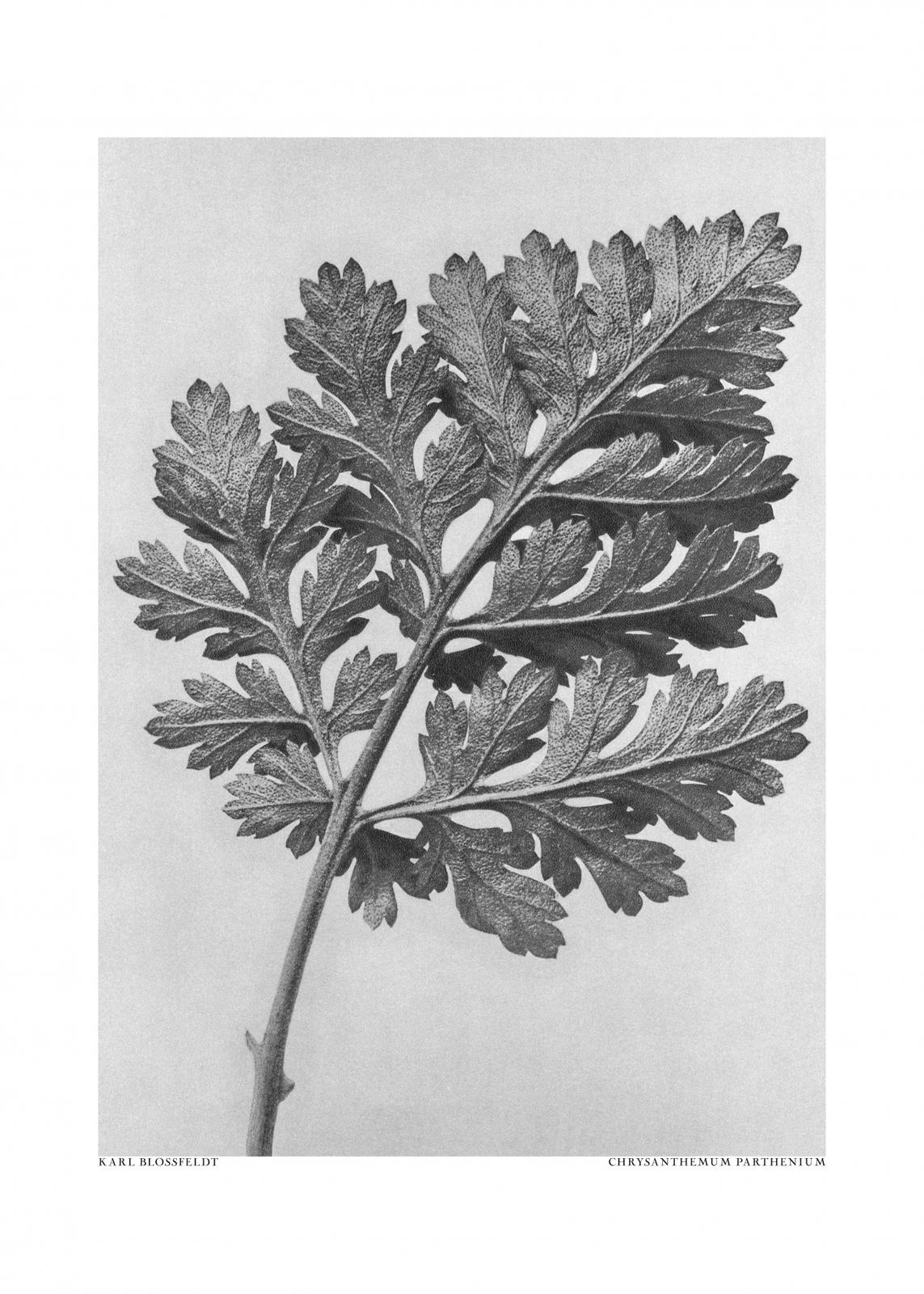 Poster - Chrysanthemum Parthenium av Karl Blossfeldt