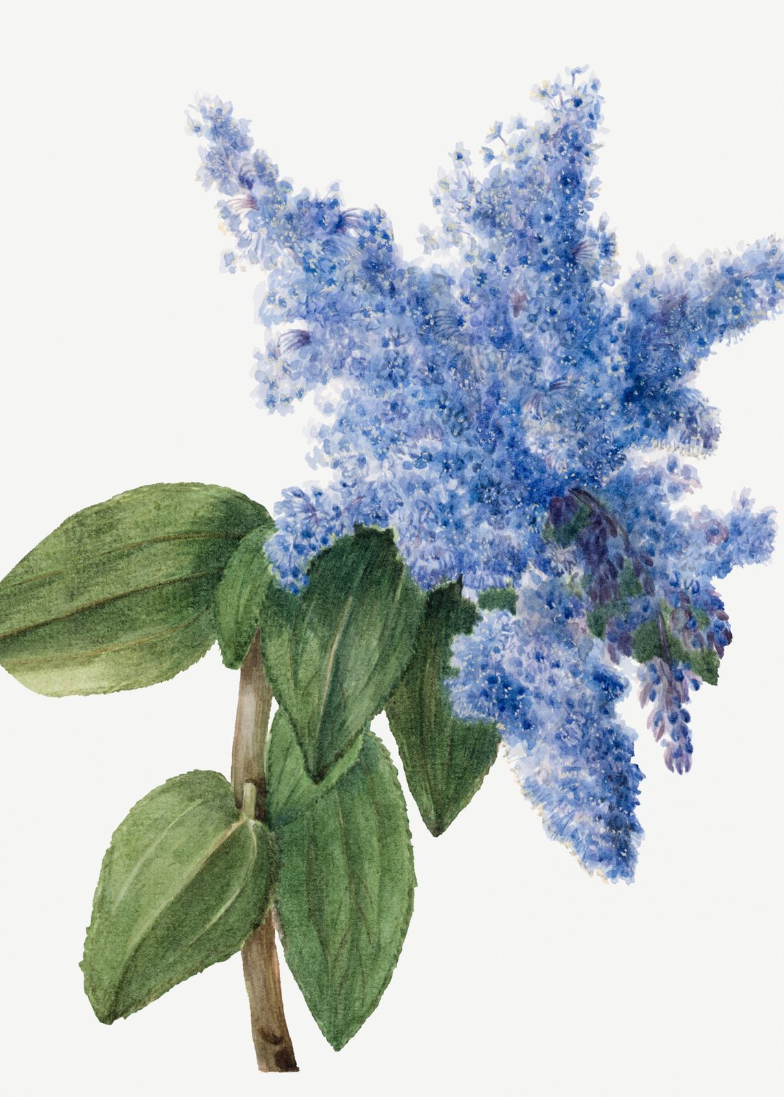 Poster - Blå Blomster Akvarell