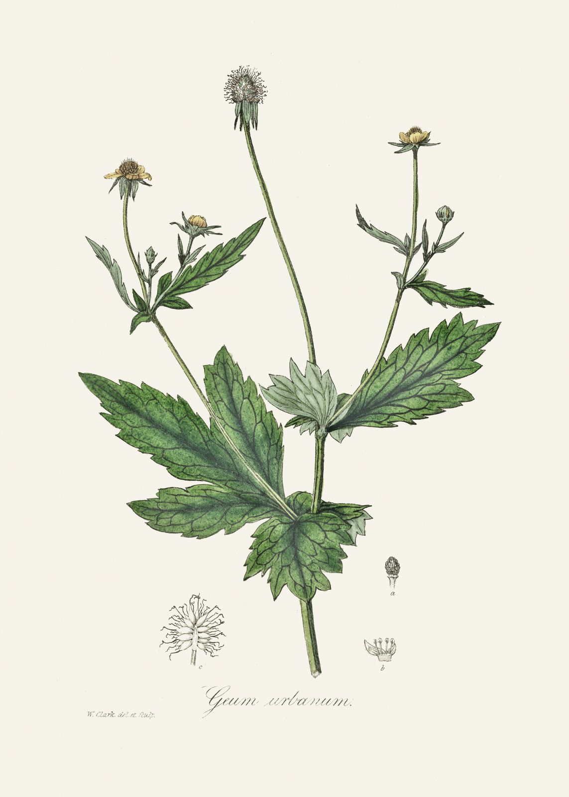 Poster - Geum urbanum botanisk