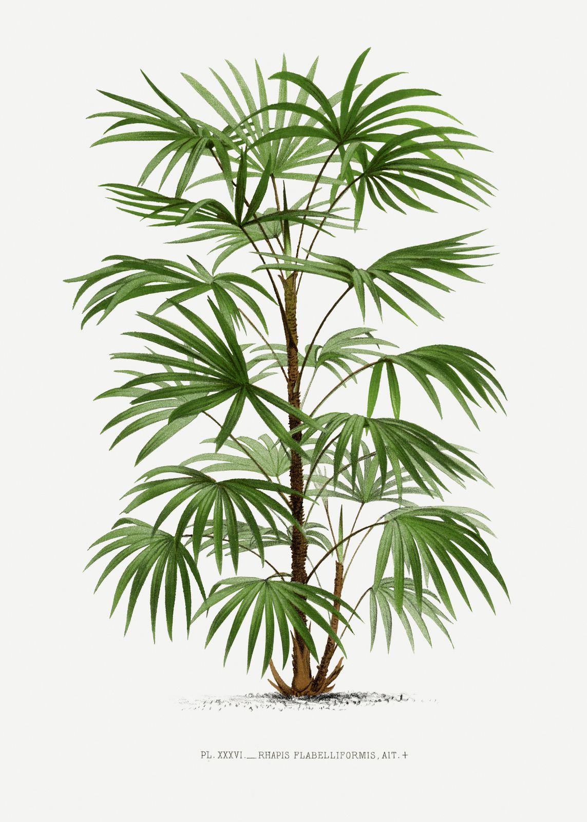 Poster - Rhapis Flabelliformis Botanisk