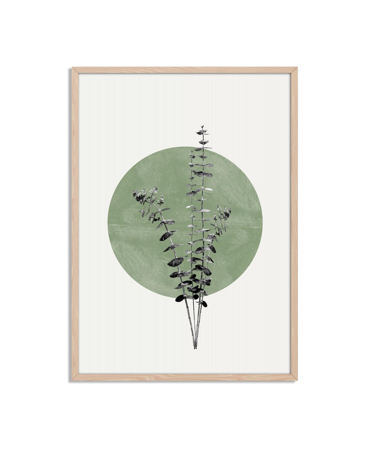 Botanisk Grön Cirkelaffisch