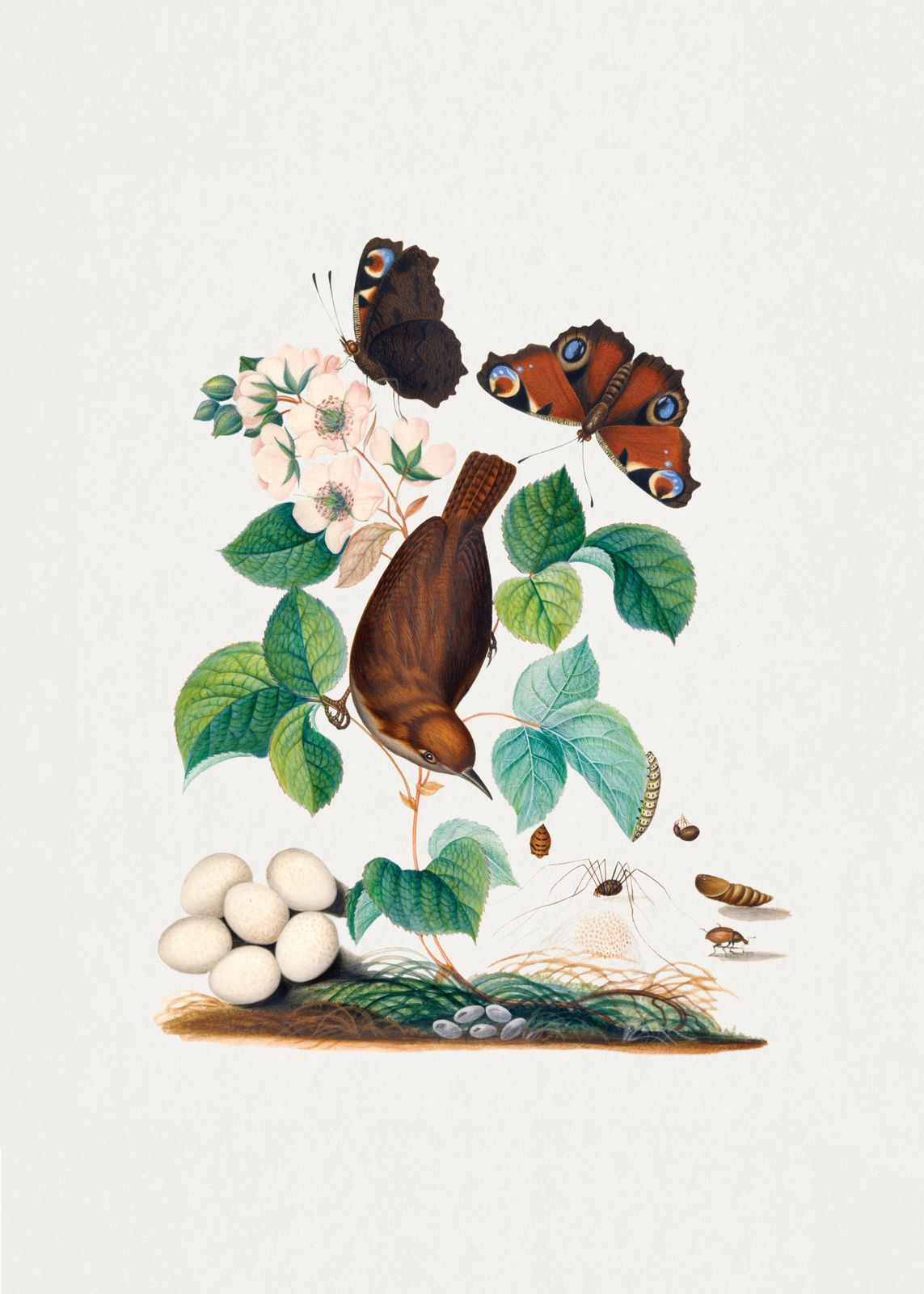 Poster - Fågel och Fjärilskonst