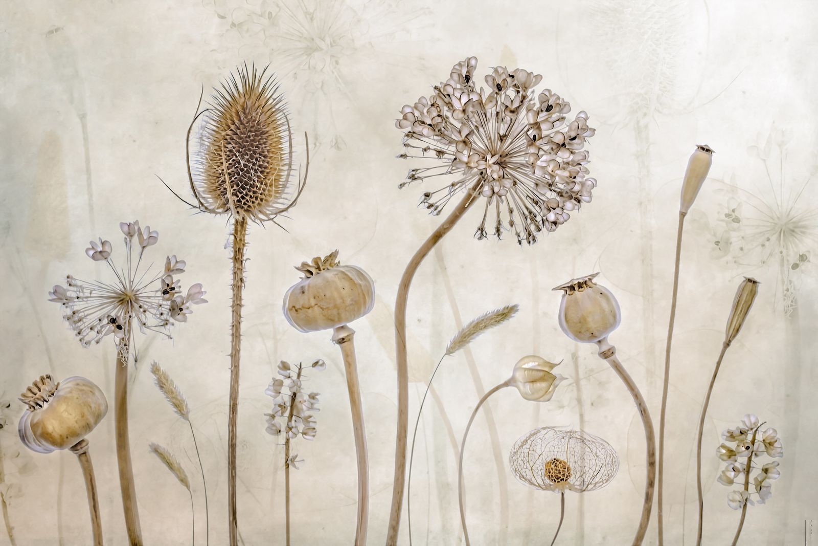 Poster - Botanisk Lugnet
