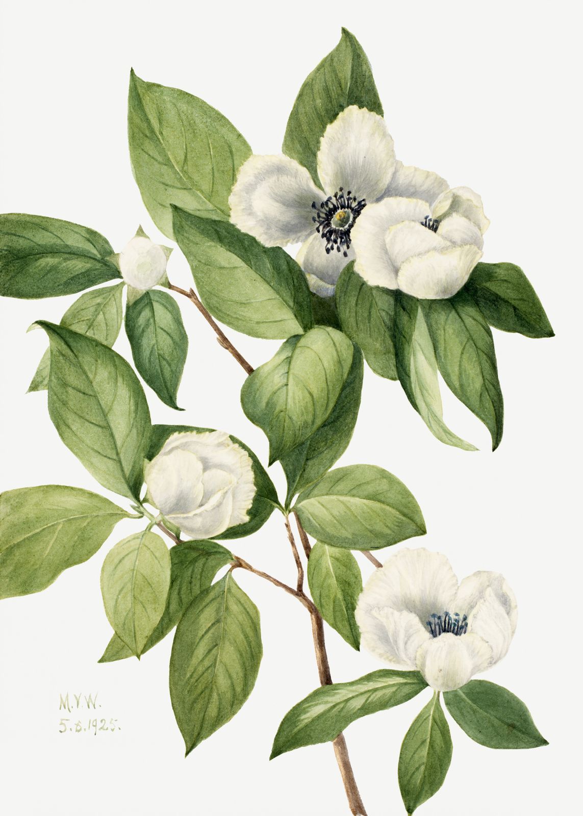 Poster - Botanisk Konst av M.Y.W