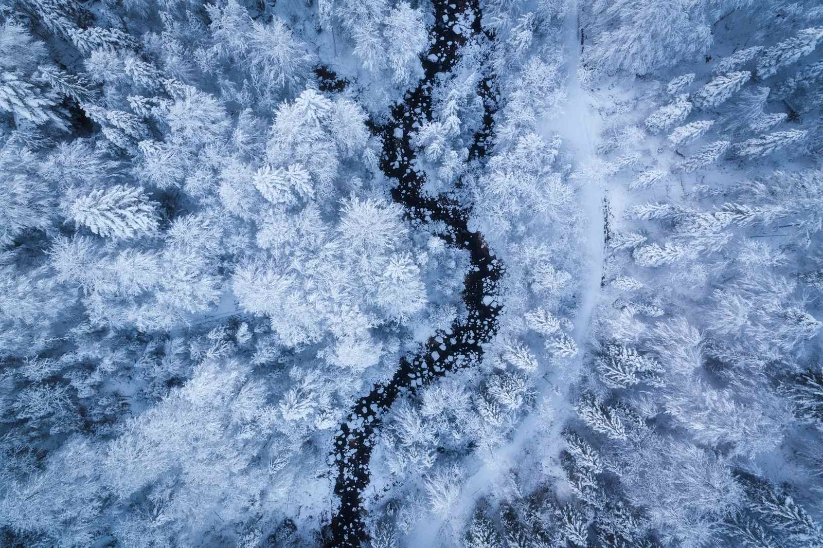 Poster - Vinter Skog Flygbild