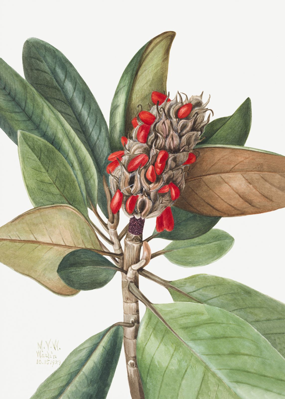 Poster - Botaniskt Konstverk