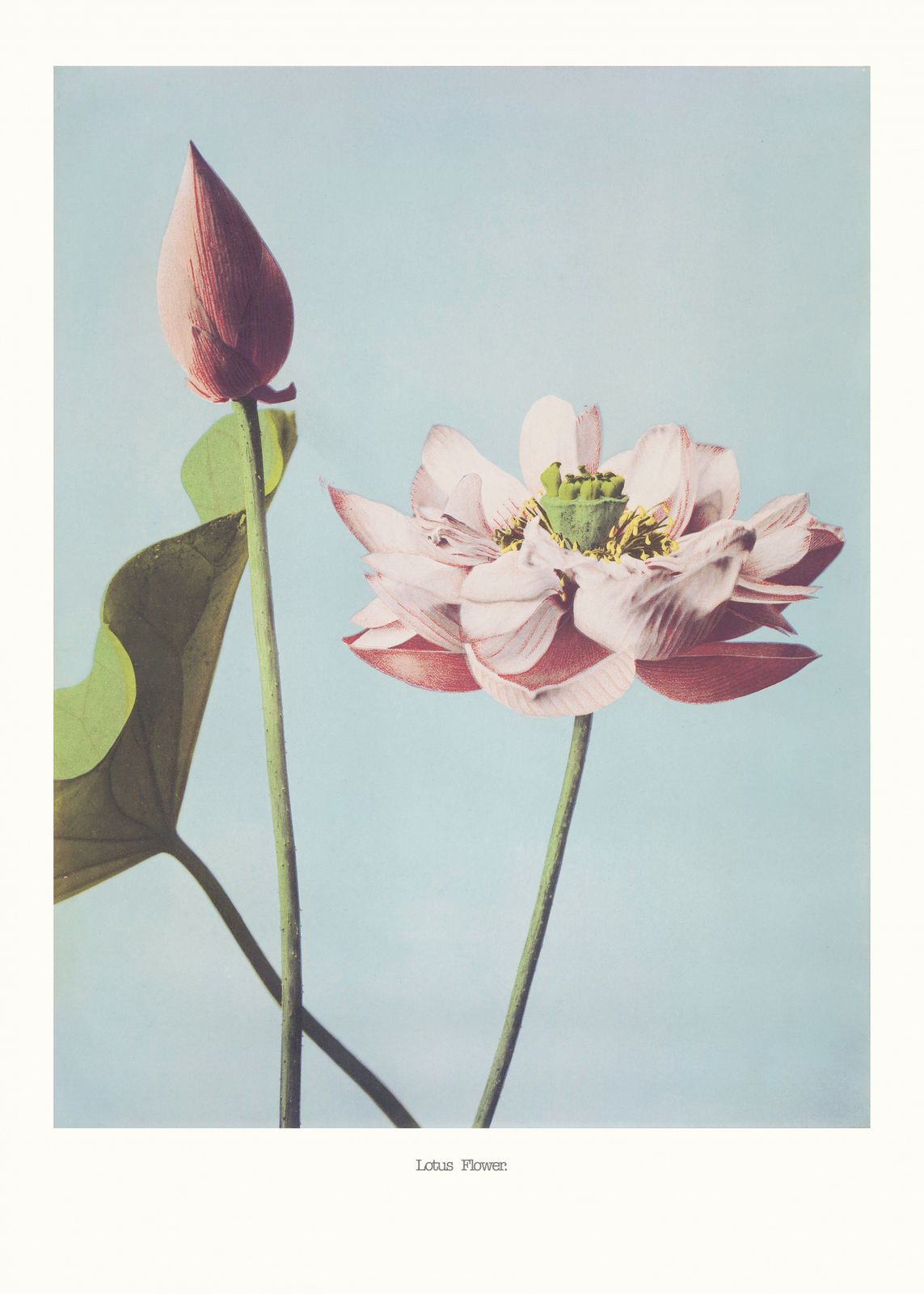 Poster - Lotus Flower