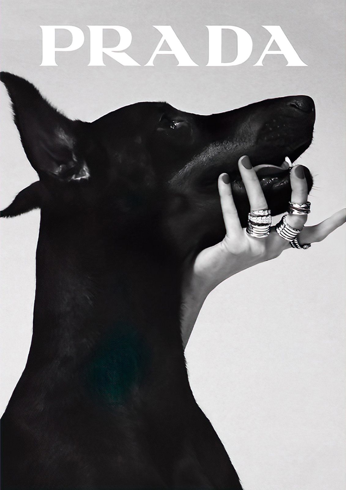 Prada Hund Väggposter