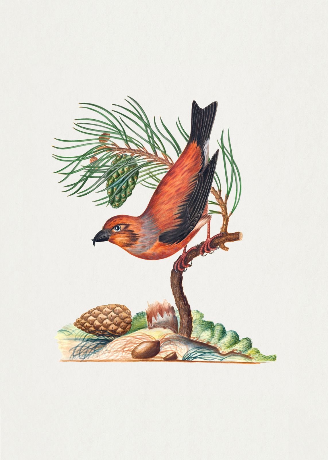 Poster - Fågelillustration