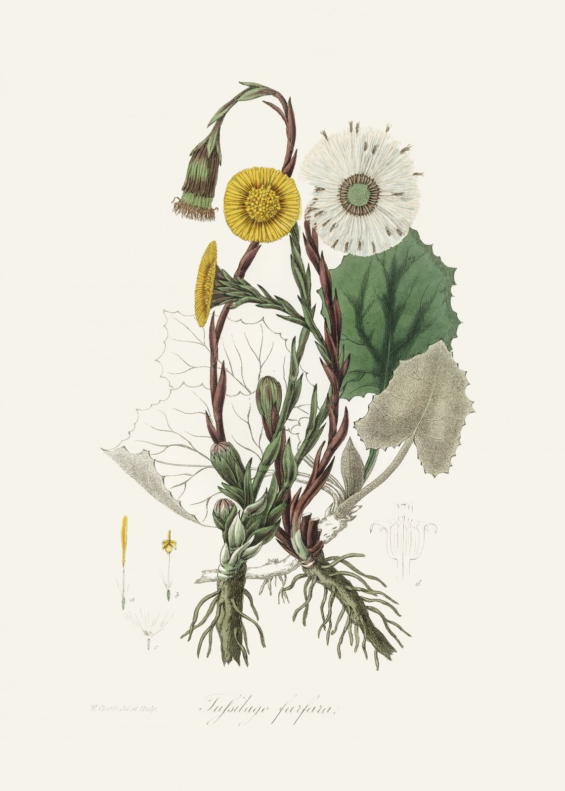 Poster - Botanisk Illustration