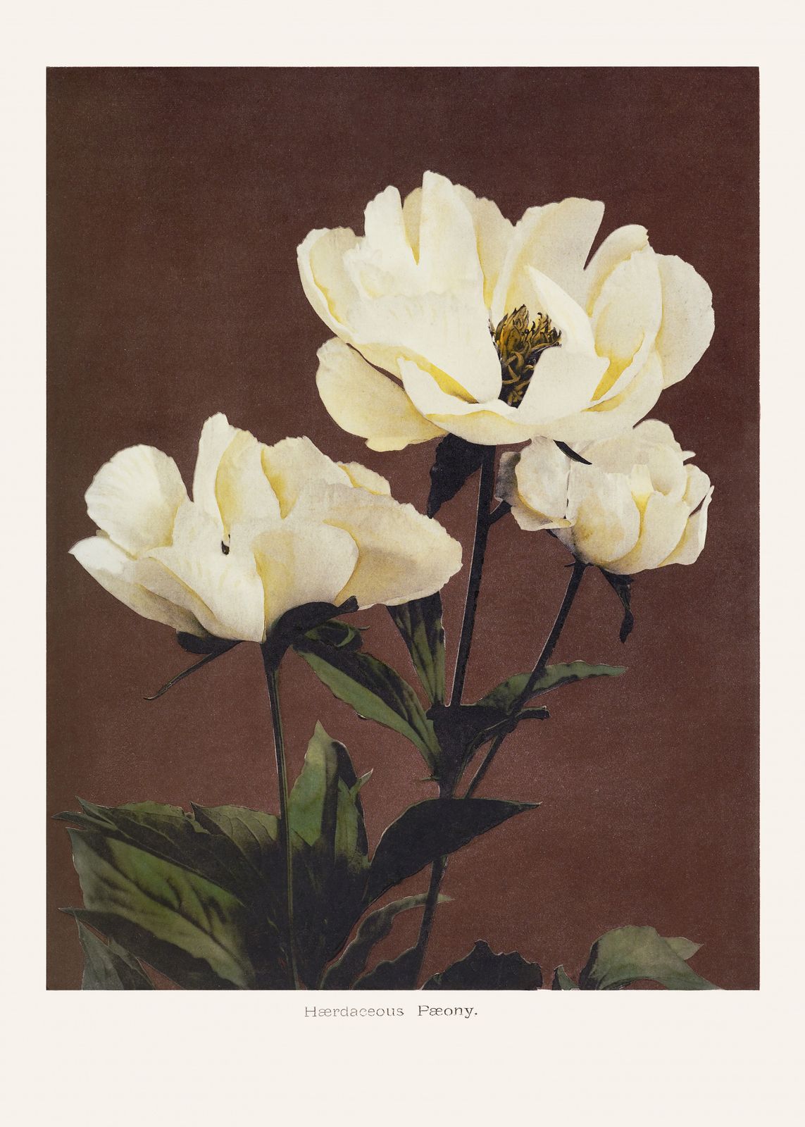 Poster - Örtartad Pion