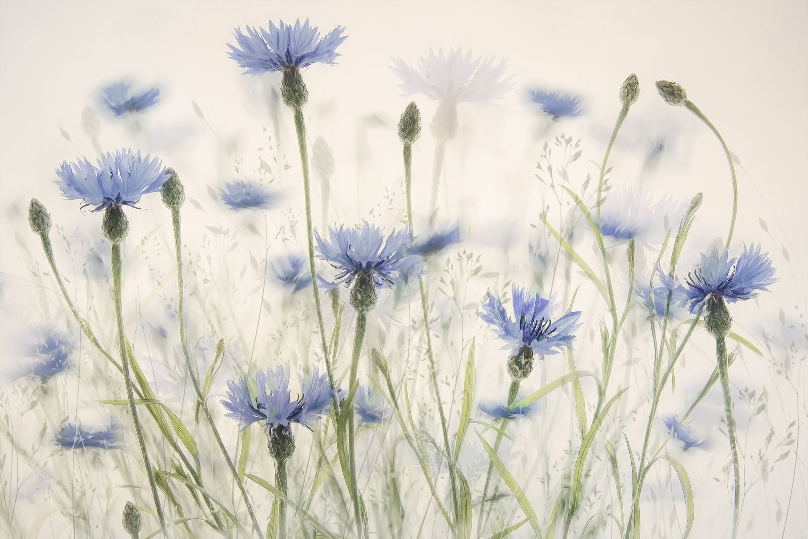 Poster - Blå Blomma