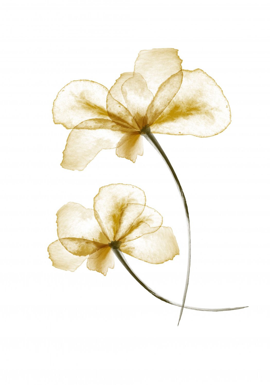 Poster - Golden Flower Art