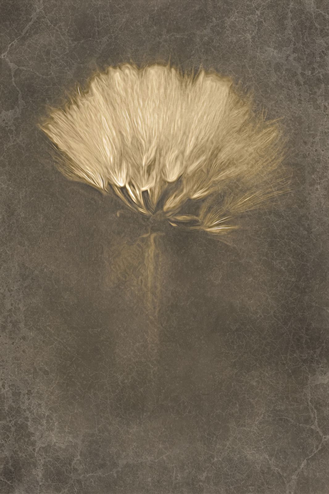 Poster - Gyllene Blom