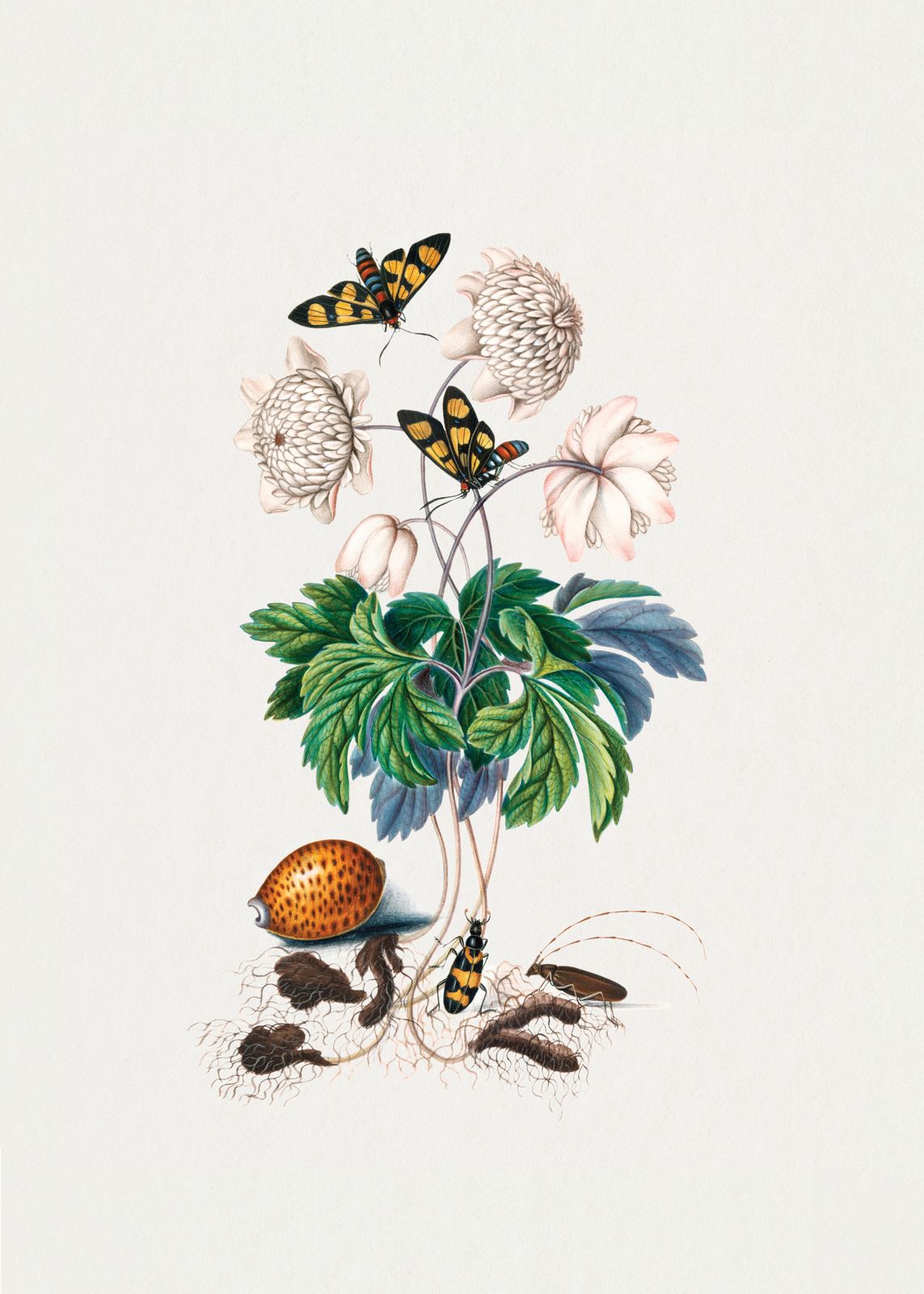 Poster - Botanisk Illustration