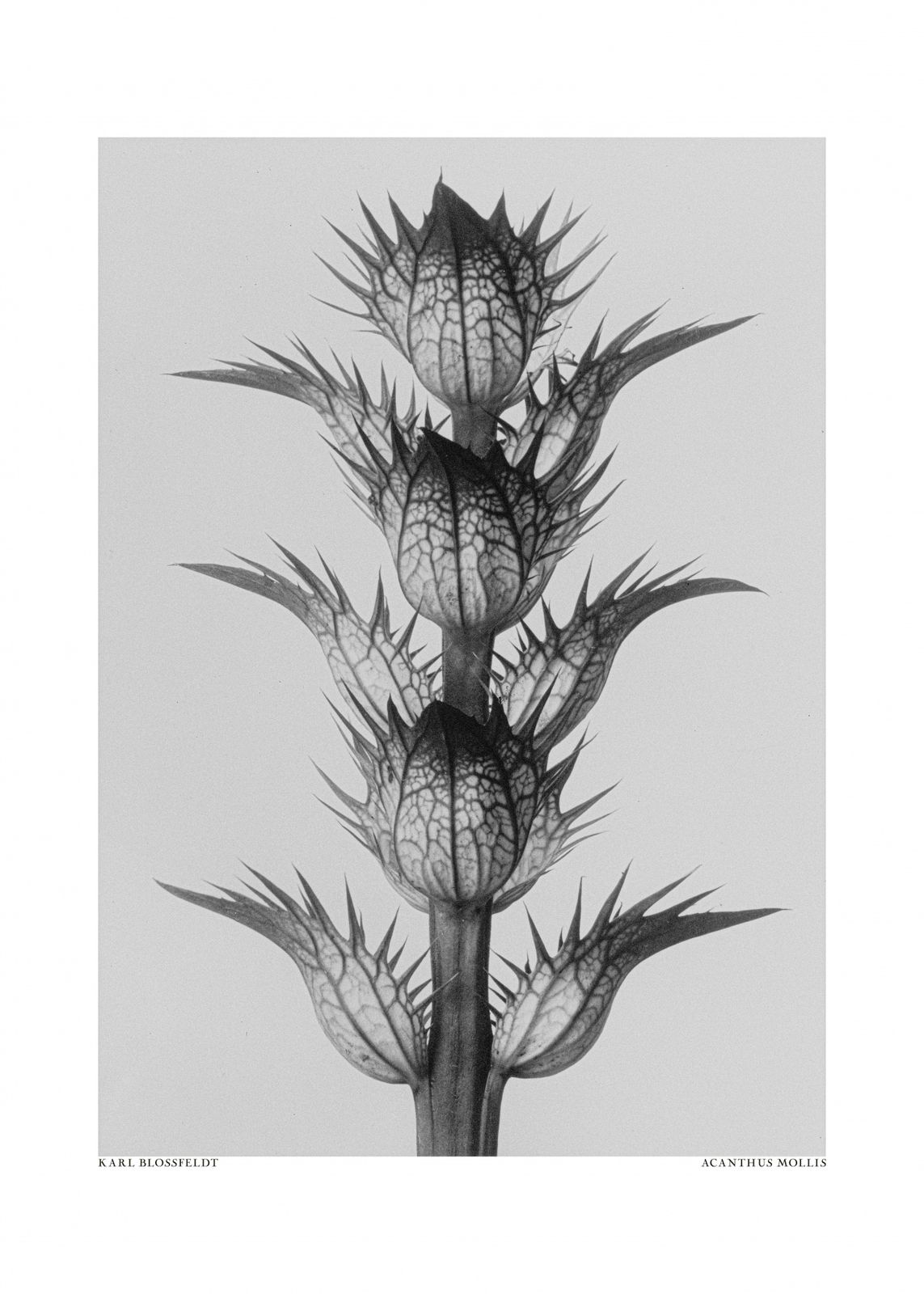 Poster - Acanthus Mollis av Karl Blossfeldt