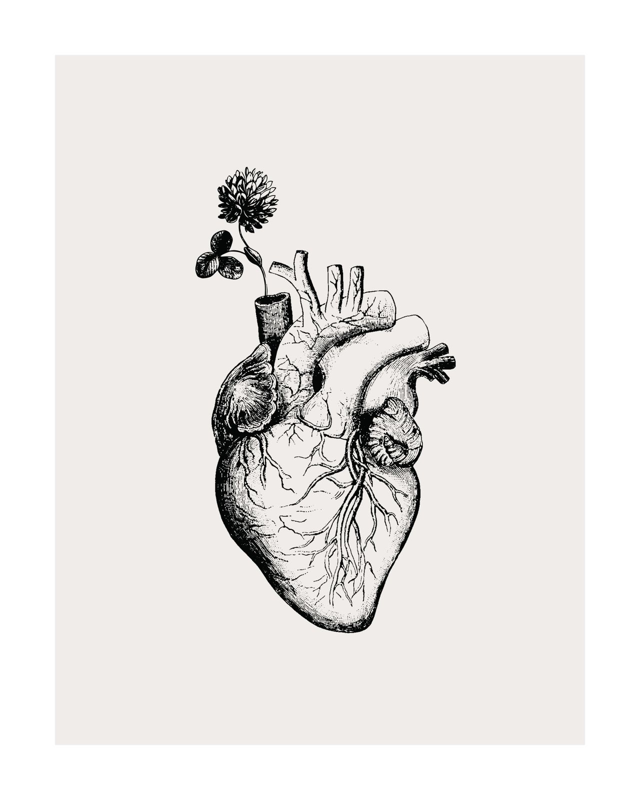Poster - Anatomisk hjärtkonst