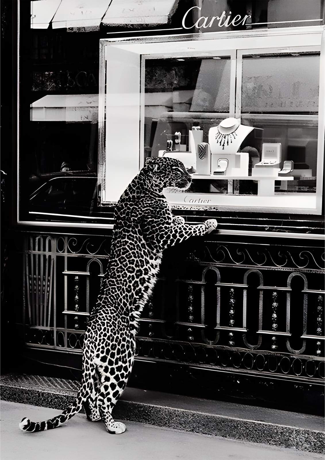 Leopard Cartier-affisch med vit kant