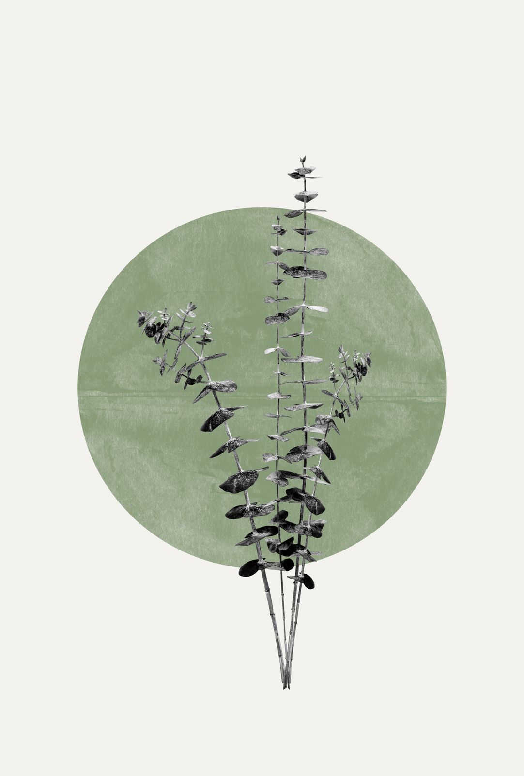 Poster - Eukalyptus Botanisk Design