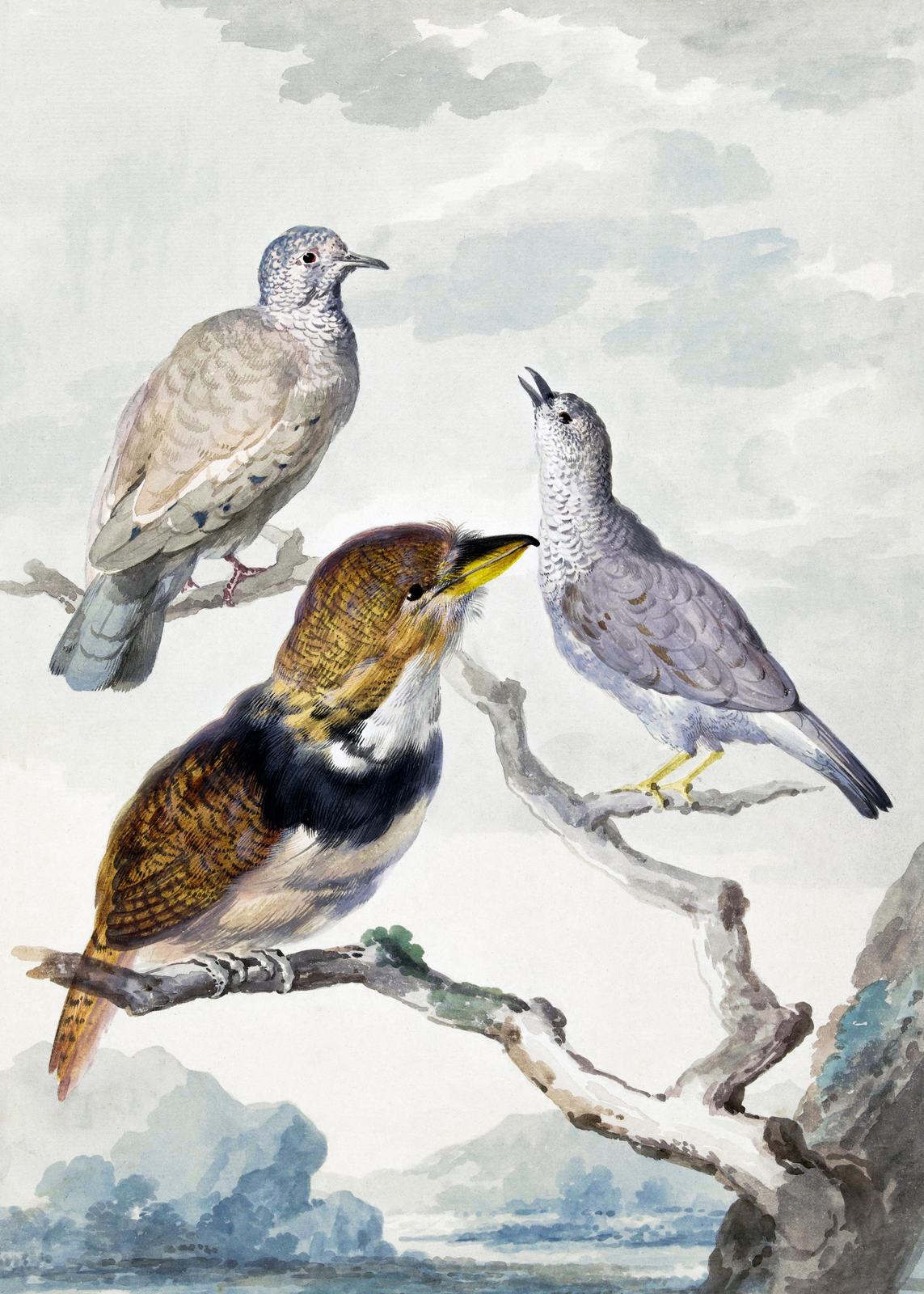 Poster - Fåglar av Aert Schouman