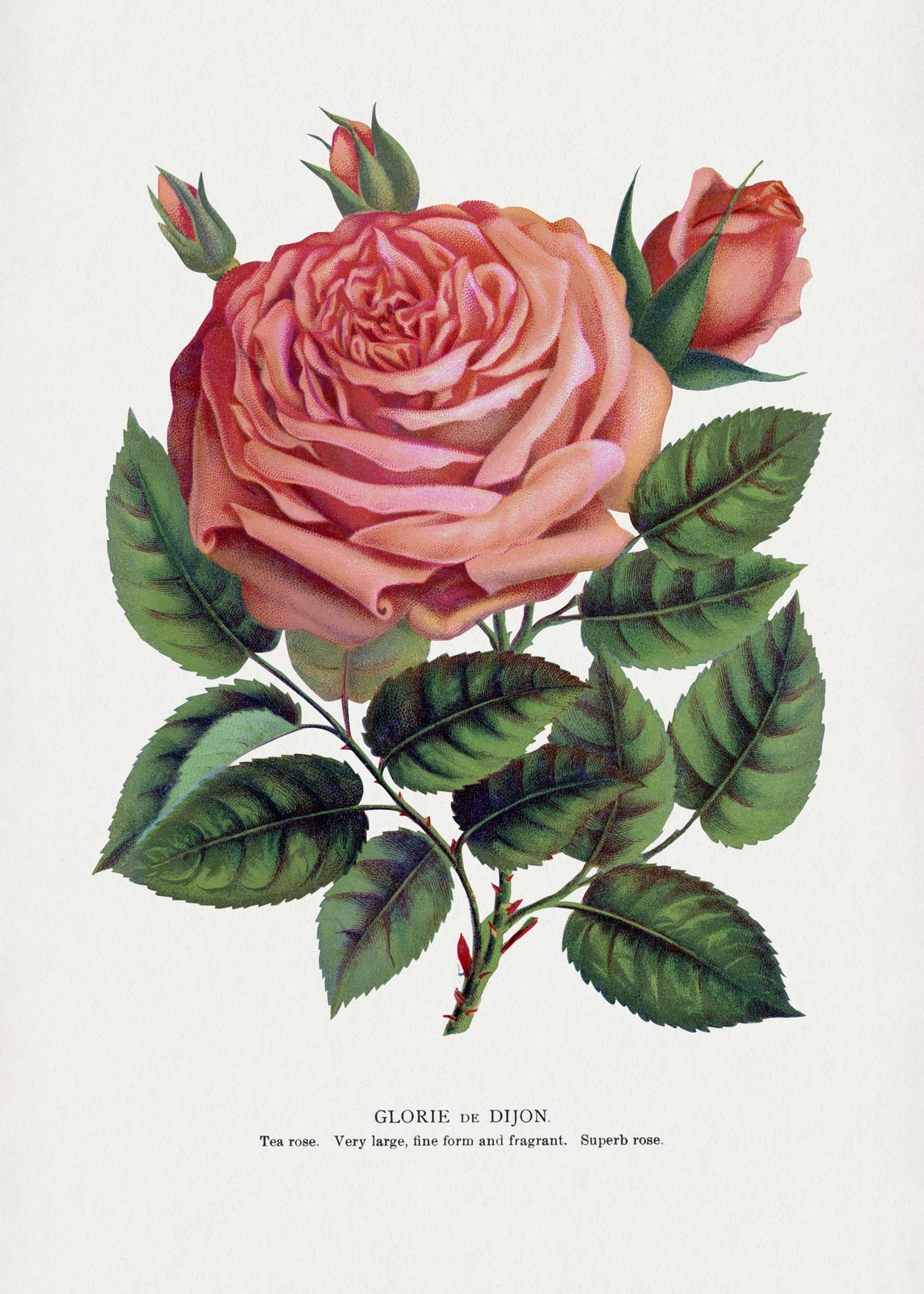 Poster - Glorie de Dijon Rose